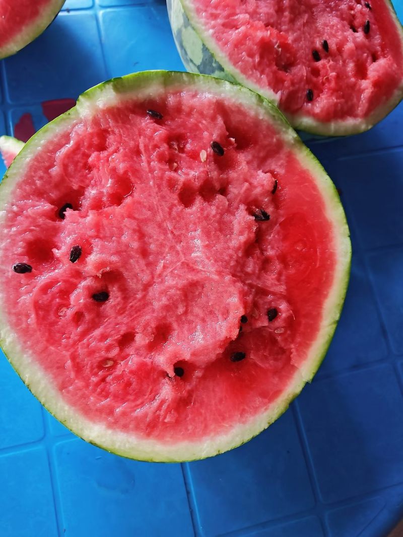 河南周口太康常营精品美都西瓜大量上市中，