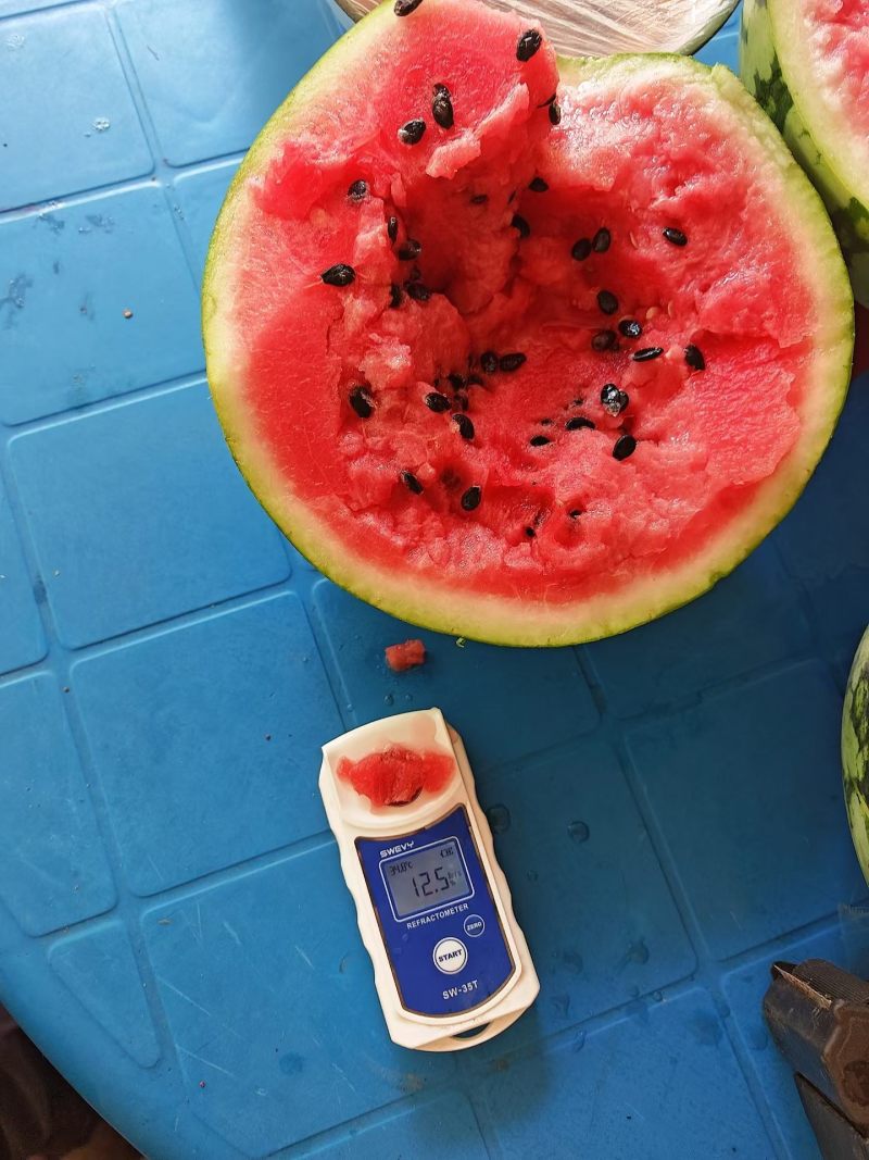 河南周口太康常营精品美都西瓜大量上市中，