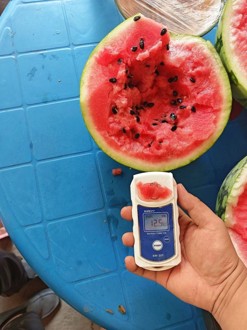 河南周口太康常营精品美都西瓜大量上市中，