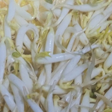 豆芽专卖