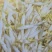 豆芽专卖