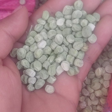 甜蜜豆种子