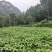 帝王菜