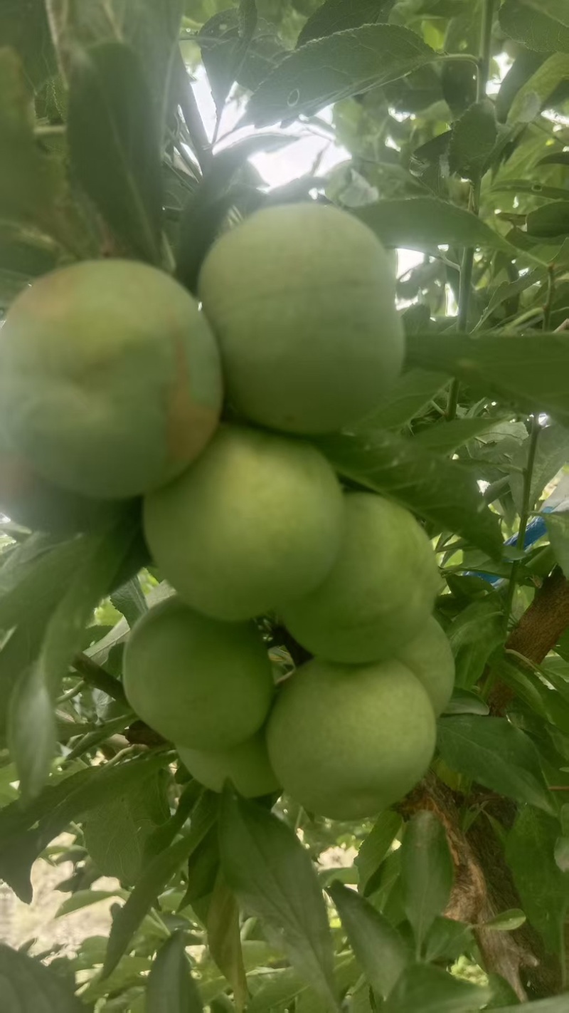 茂县青脆李汶川青脆李茂汶青脆李
