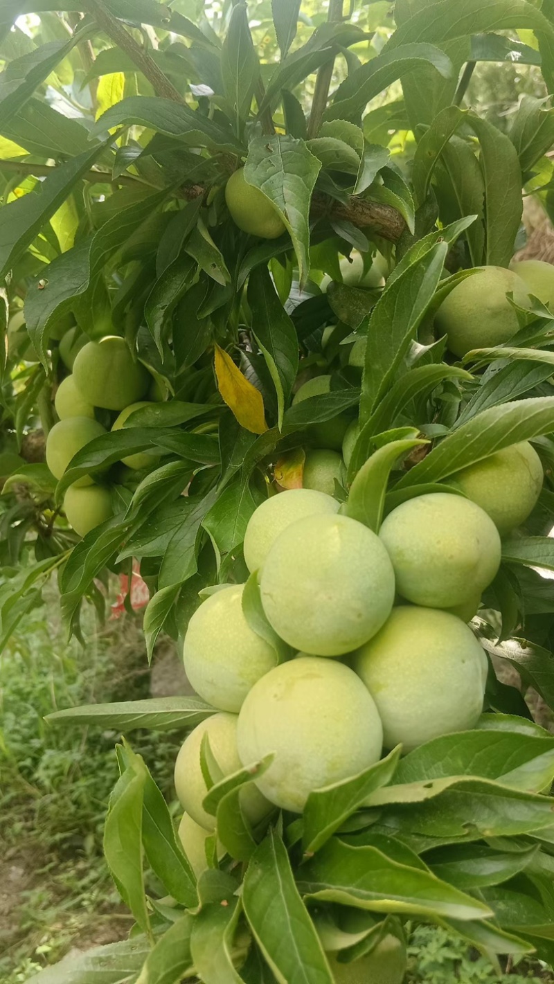茂县青脆李汶川青脆李茂汶青脆李