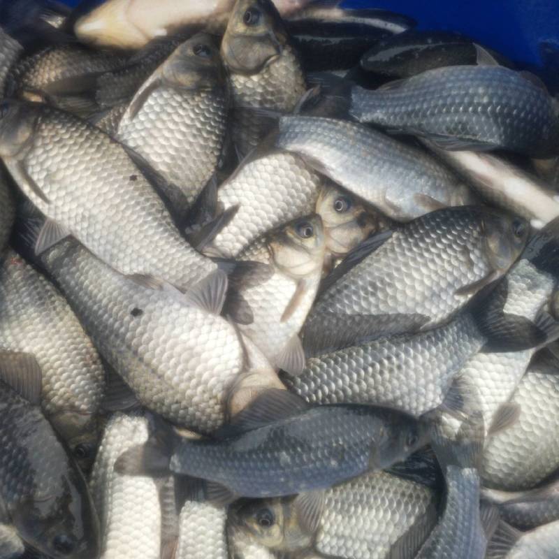 《热》精品垂钓鯽鱼中科麻鯽湘鯽鱼黄金鯽钓塘直供包运