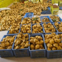 杭州桐庐蜜梨，自然树上成熟，不催熟，不打膨大剂