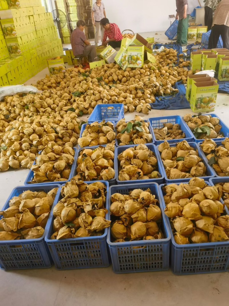 杭州桐庐蜜梨，自然树上成熟，不催熟，不打膨大剂