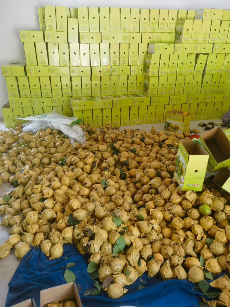 杭州桐庐蜜梨，自然树上成熟，不催熟，不打膨大剂