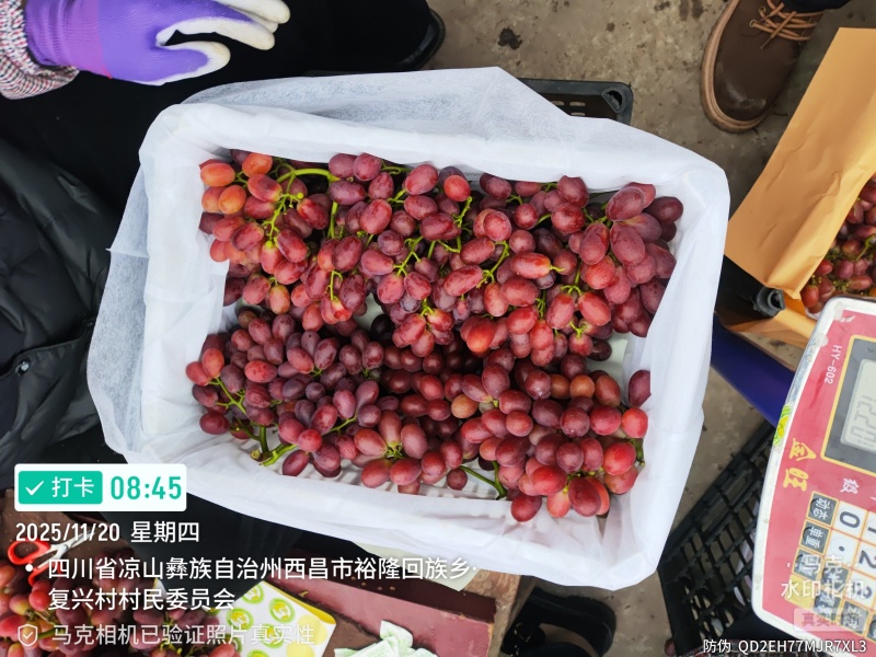 产地：云南曲靖陆良，自有15亩红提果园，20天后正式开园