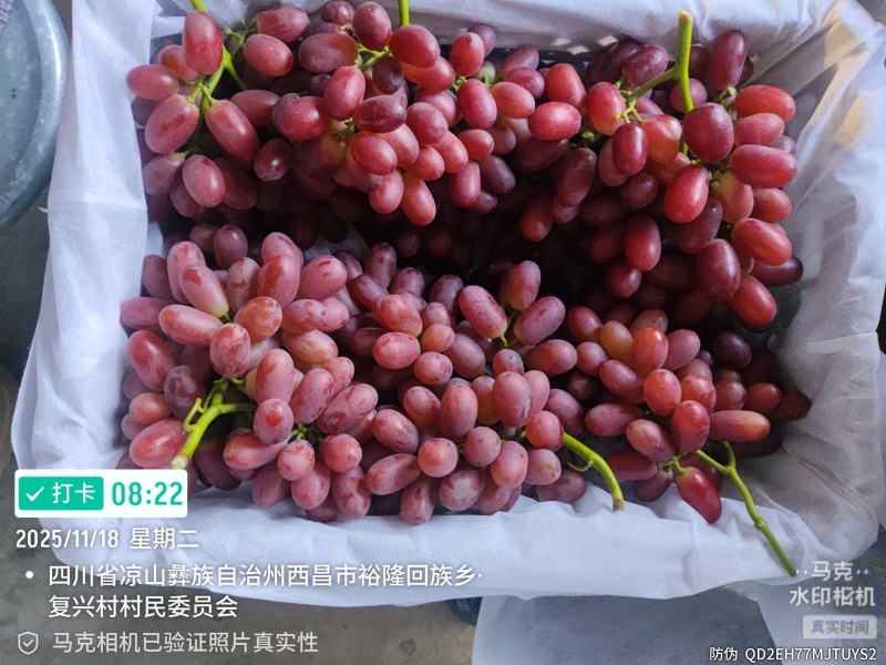 产地：云南曲靖陆良，自有15亩红提果园，20天后正式开园