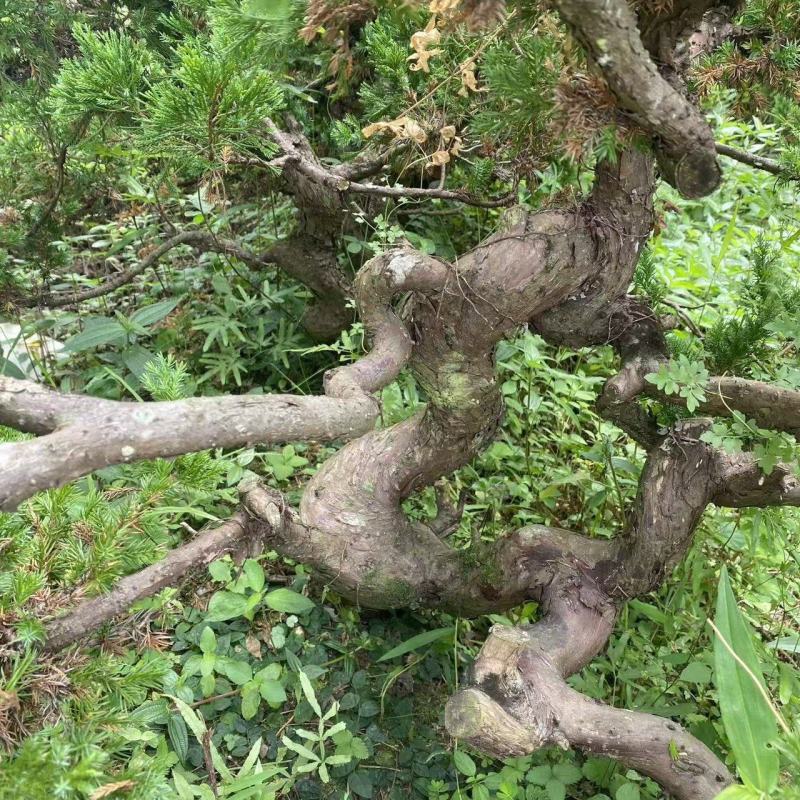 15年以上台湾真柏素材