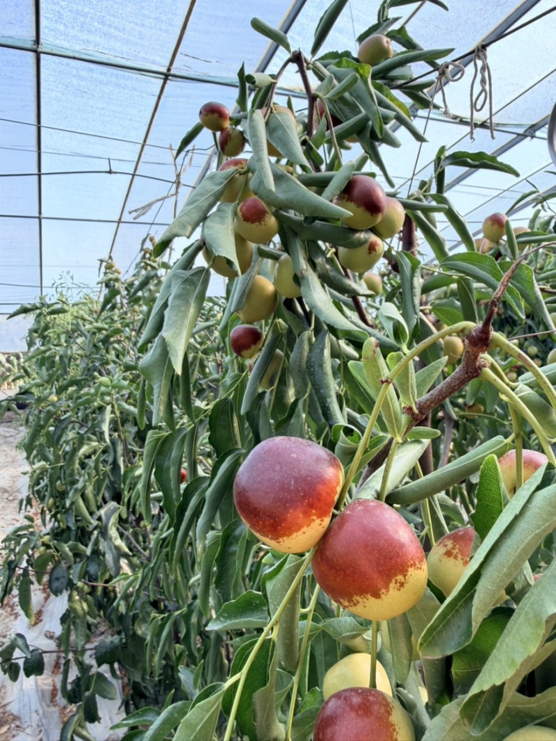 牛奶冬枣