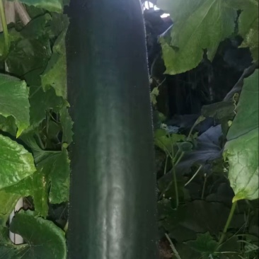 黑皮长条大冬瓜