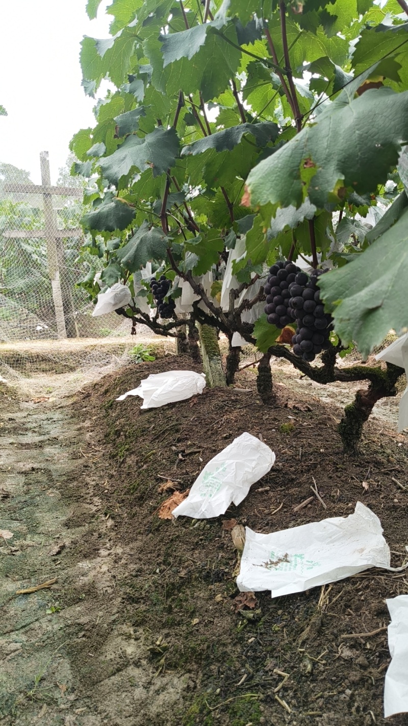 巨峰葡萄成熟