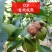 《一件代发》核桃~青皮核桃~去皮鲜核桃电商平台对接日发万