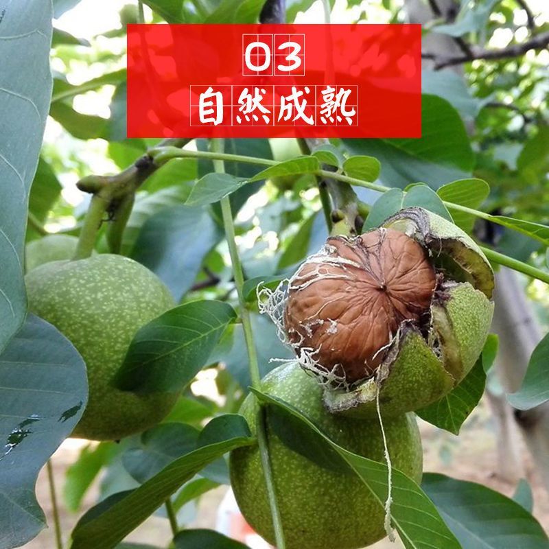 《一件代发》核桃~青皮核桃~去皮鲜核桃电商平台对接日发万