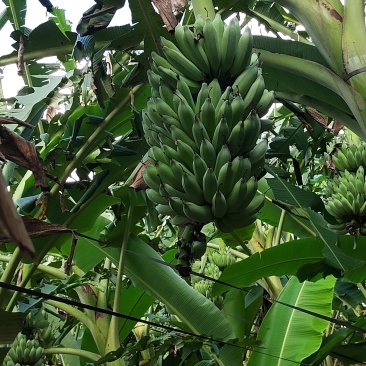 红河河口金粉芭蕉