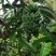 红河河口金粉芭蕉