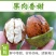 【一件代发】河北青皮核桃~去皮核桃~鲜核桃~对接各大平台