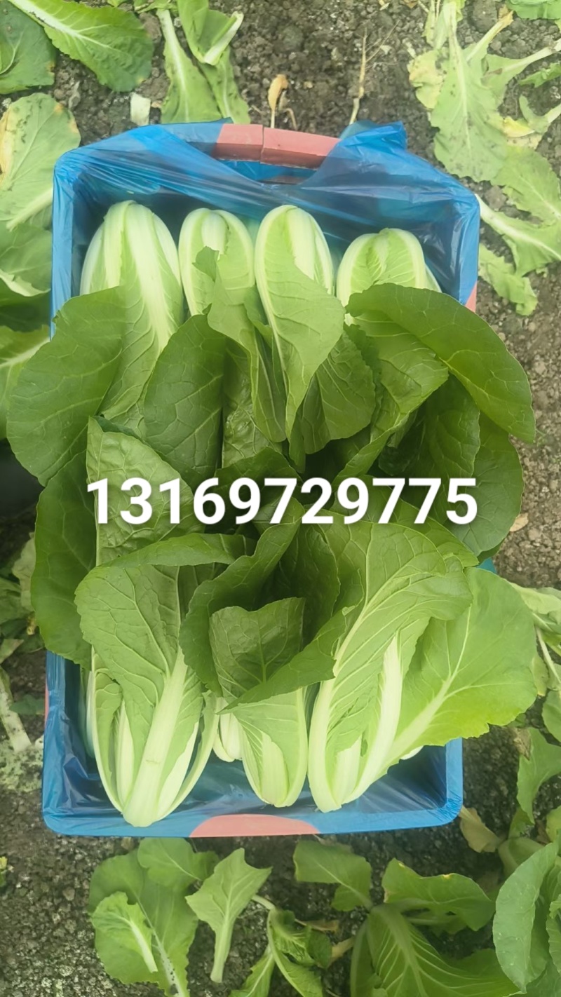 挖到宝了，这家大棚杭白菜，比菜市场还便宜大棚现摘，脆嫩多。