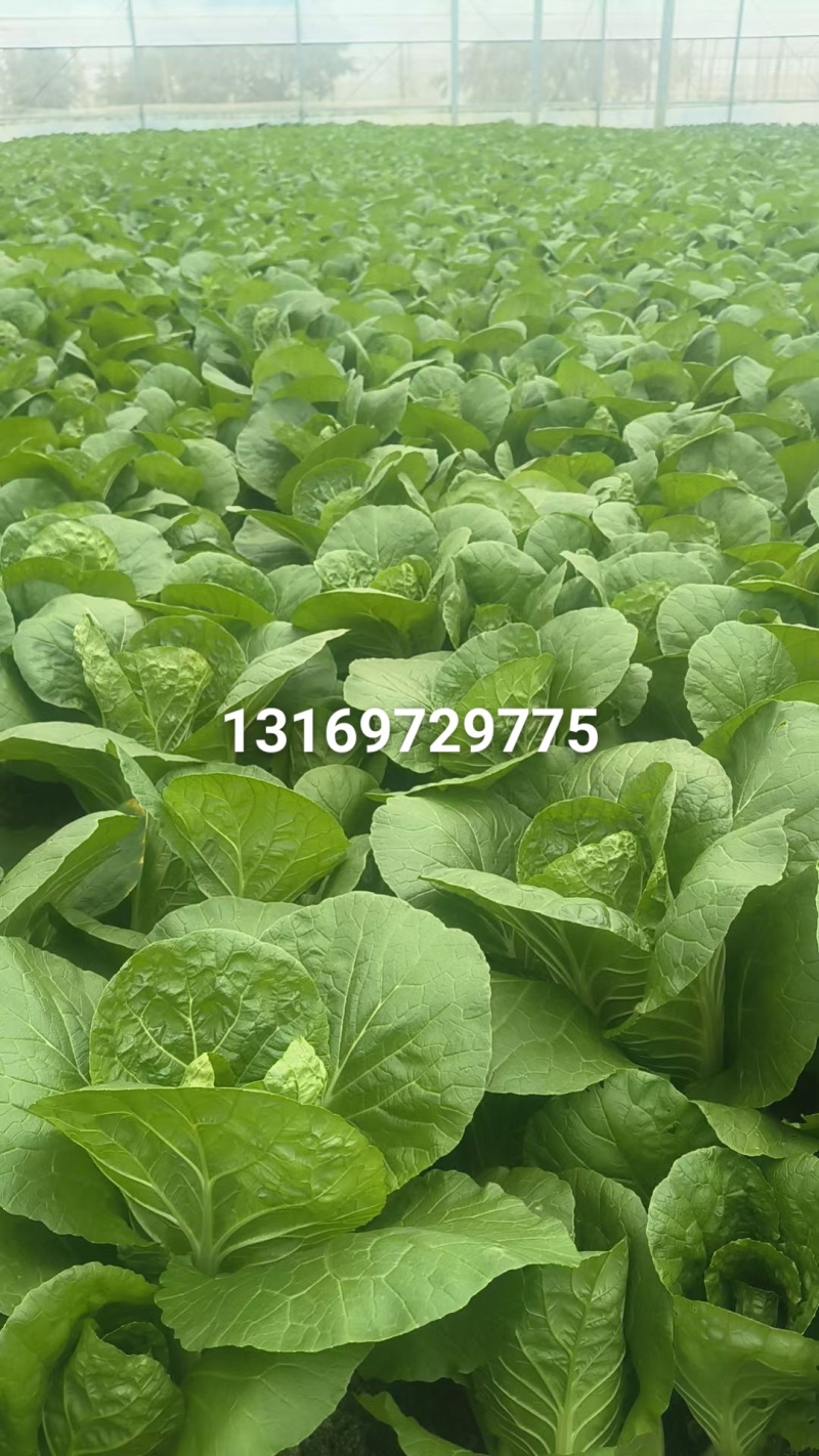 挖到宝了，这家大棚杭白菜，比菜市场还便宜大棚现摘，脆嫩多。