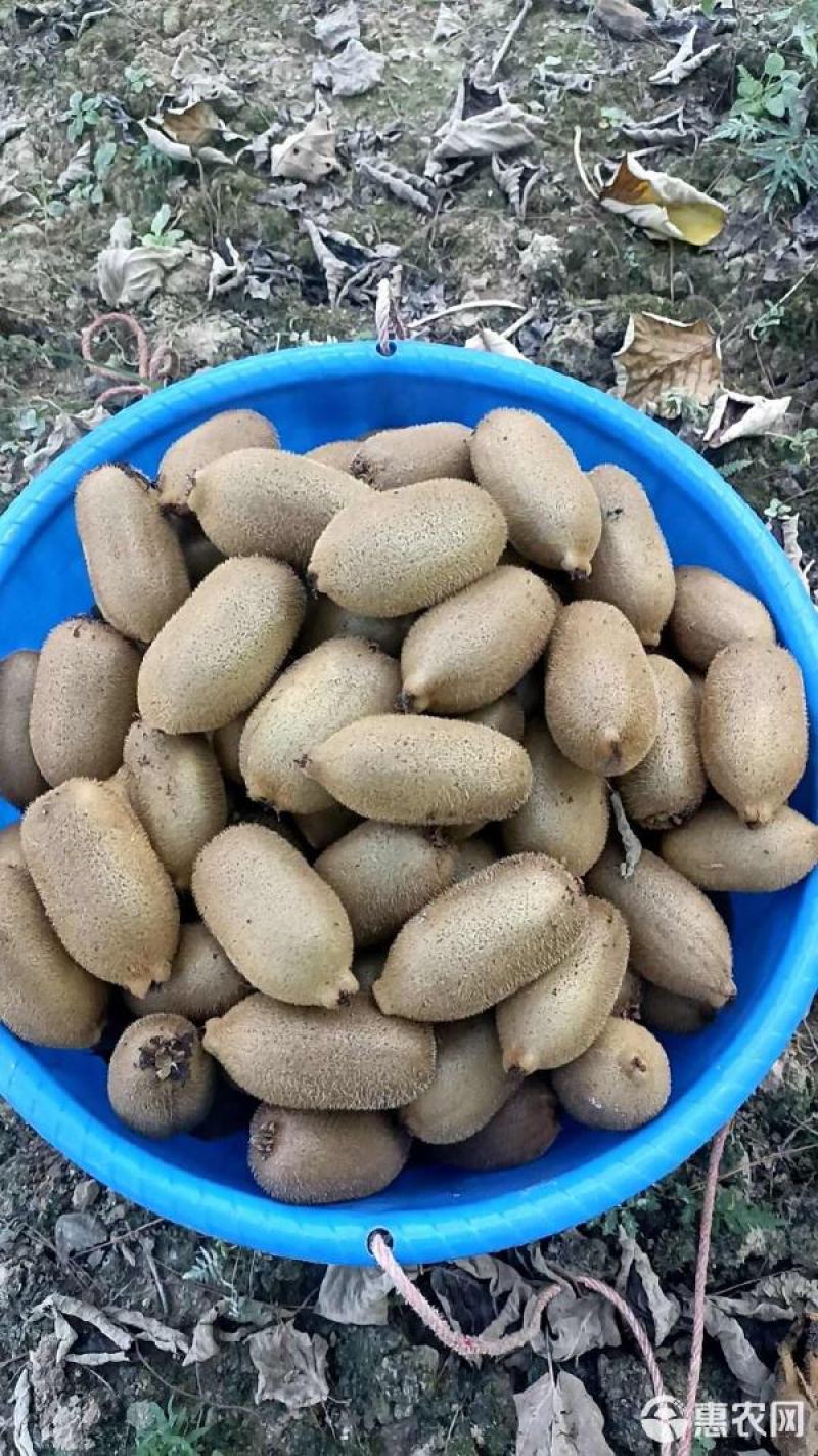 张家界精品米良一号猕猴桃，电商一件一件代发