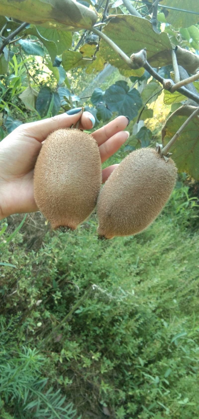 张家界精品米良一号猕猴桃，电商一件一件代发