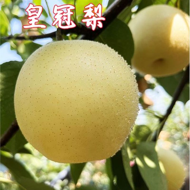 河北皇冠梨核心产区，深州产区【格格果蔬】