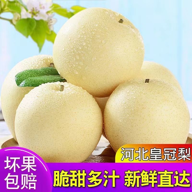河北皇冠梨核心产区，深州产区【格格果蔬】