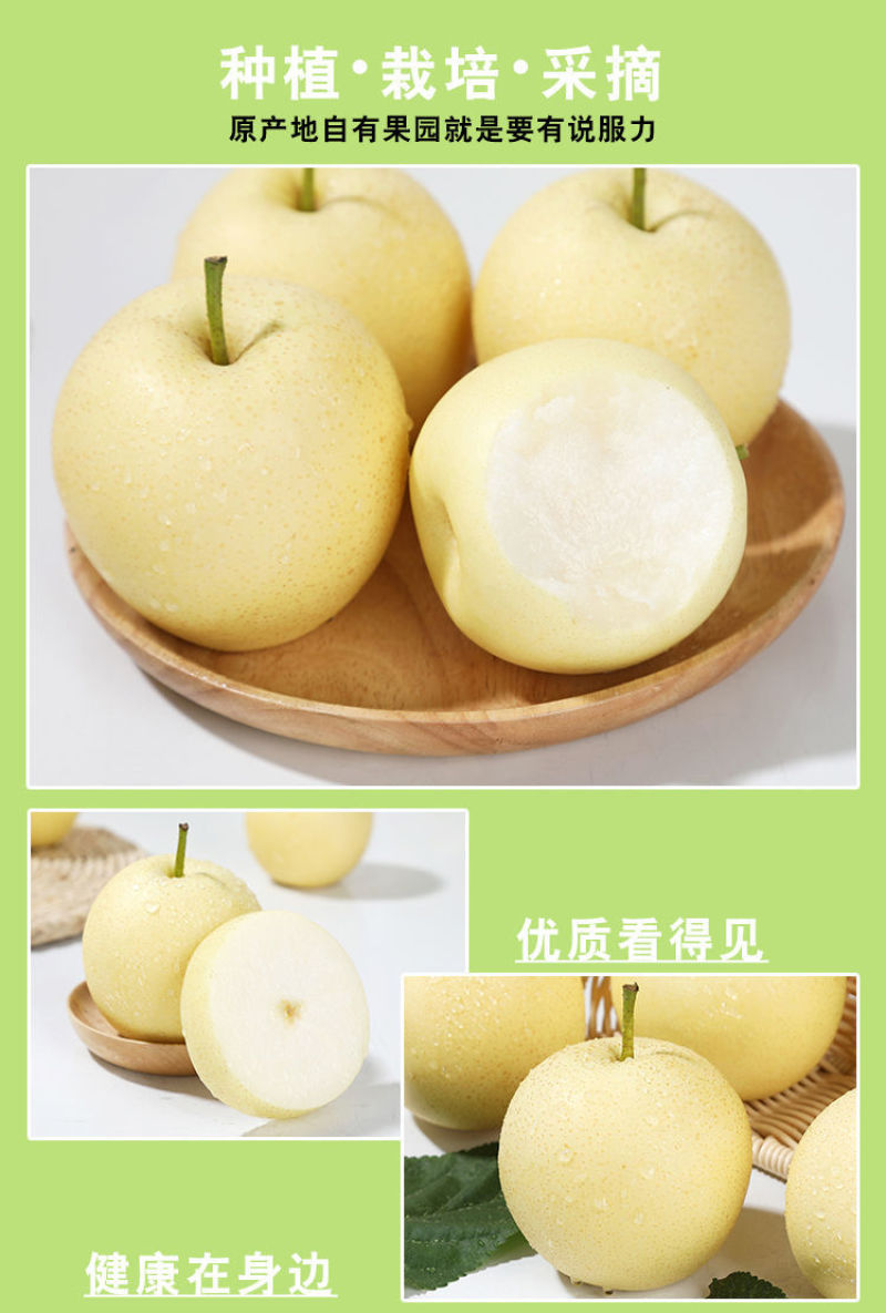 河北皇冠梨核心产区，深州产区【格格果蔬】