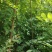 刺槐苗刺槐小苗刺槐种植户常年种植刺槐小苗1公分刺槐