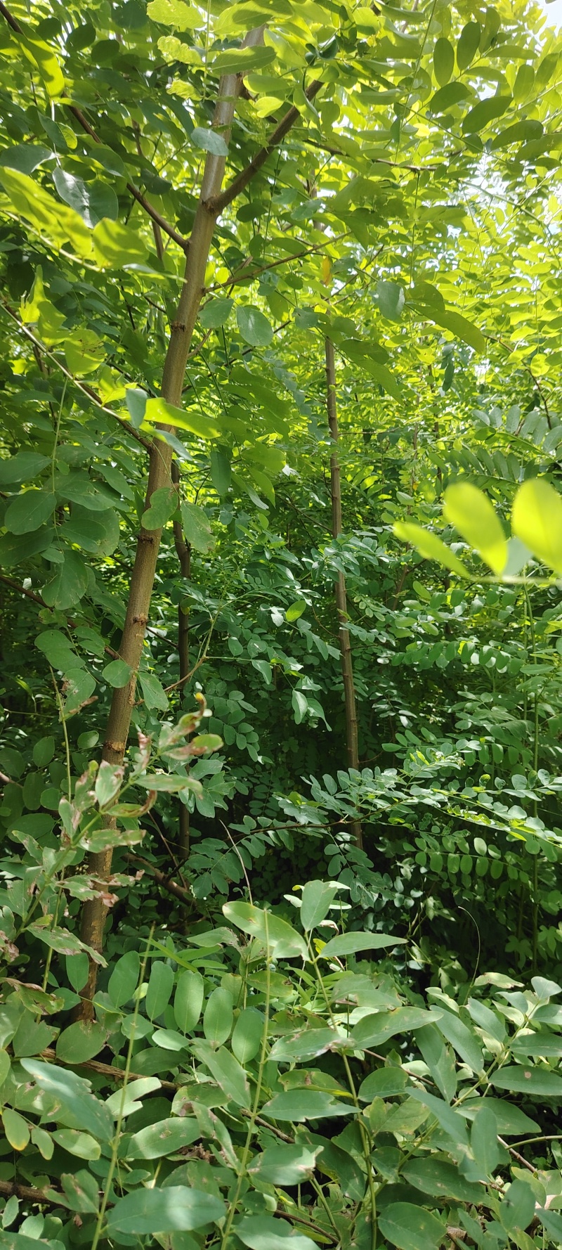刺槐苗刺槐小苗刺槐种植户常年种植刺槐小苗1公分刺槐