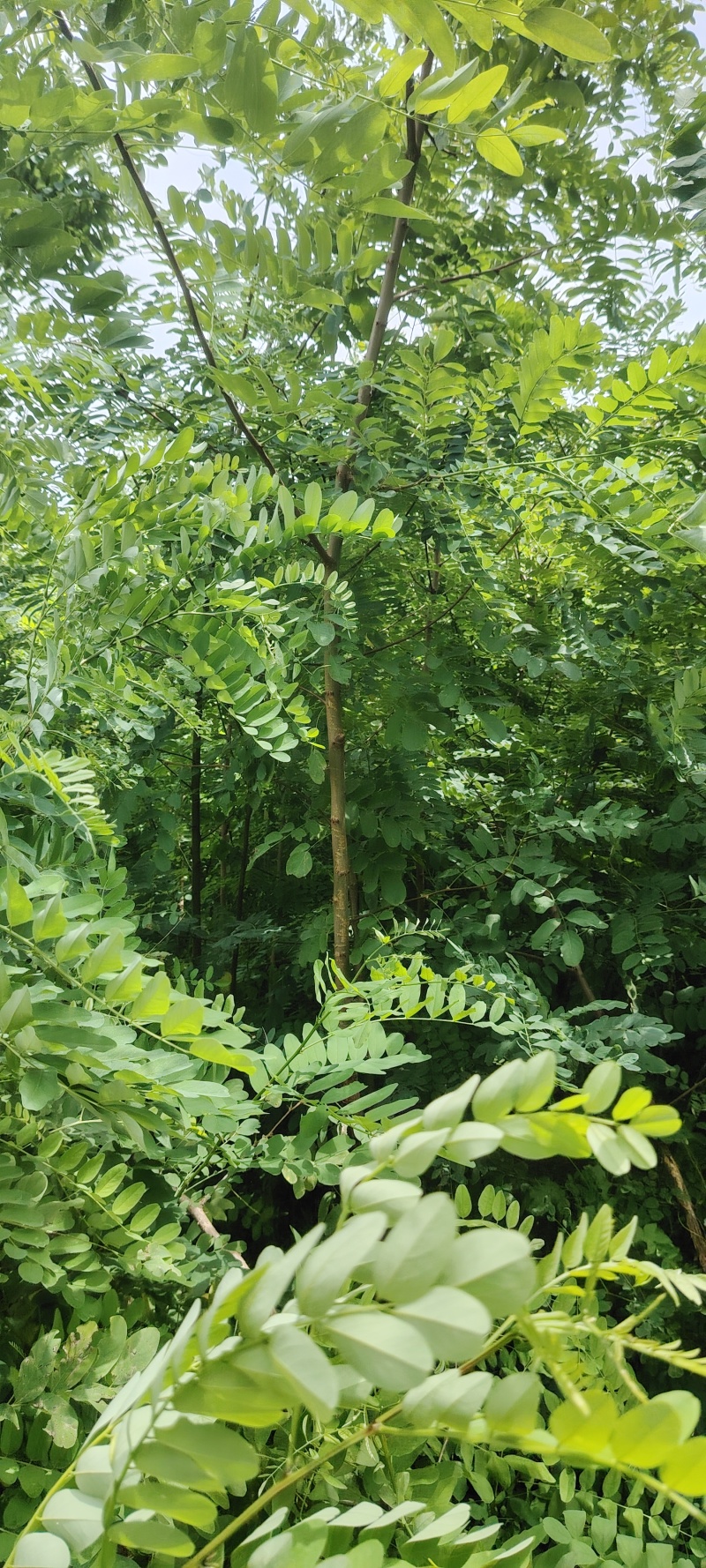 刺槐苗刺槐小苗刺槐种植户常年种植刺槐小苗1公分刺槐