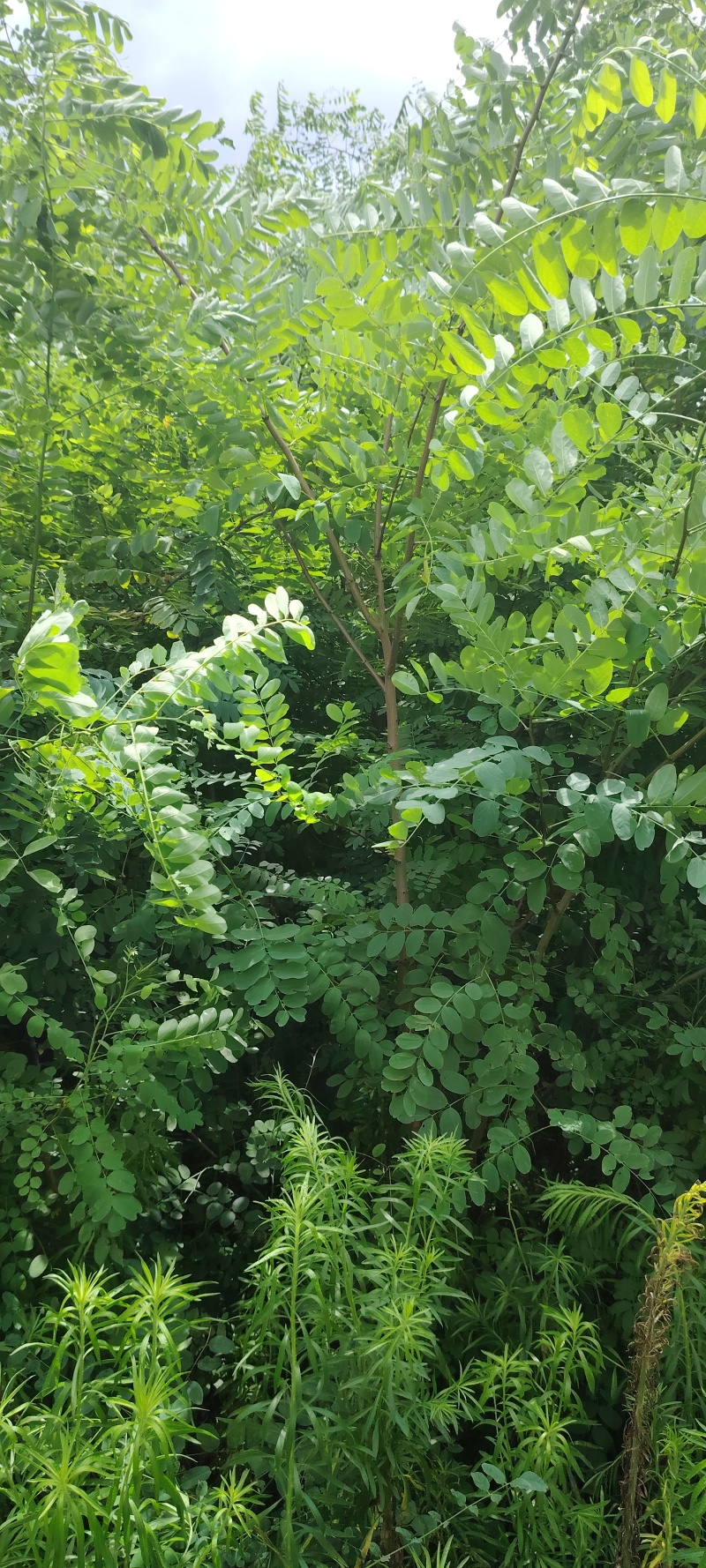 刺槐苗刺槐小苗刺槐种植户常年种植刺槐小苗1公分刺槐