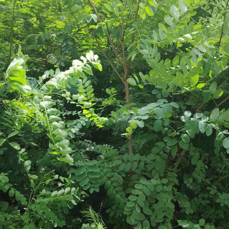 刺槐苗刺槐小苗刺槐种植户常年种植刺槐小苗1公分刺槐