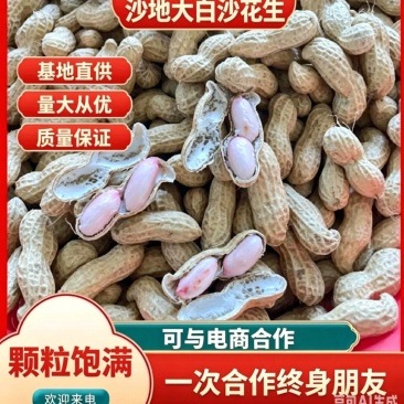 沙地大白沙花生、不带土、颗粒饱满、基地直供、量大从优、