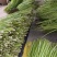 芋苗