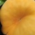 黄毛蟠桃黄毛桃平谷产地直发可视频看货欢迎来电咨询