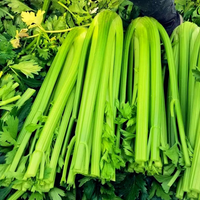甘肃芹菜品质保证诚信经营接电商市场商超欢迎联系