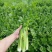 甘肃芹菜品质保证诚信经营接电商市场商超欢迎联系