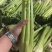 甘肃芹菜品质保证诚信经营接电商市场商超欢迎联系