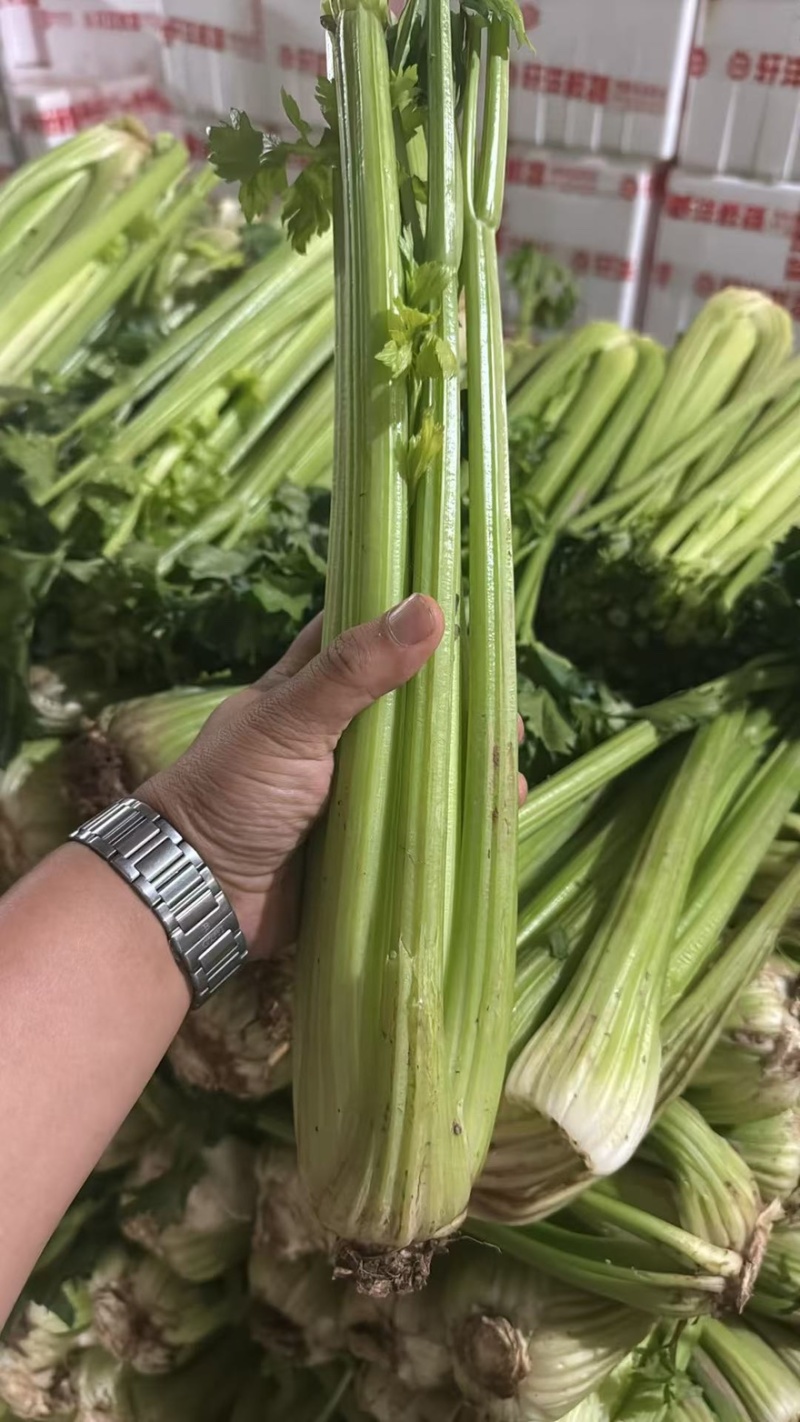 甘肃芹菜品质保证诚信经营接电商市场商超欢迎联系