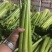 甘肃芹菜品质保证诚信经营接电商市场商超欢迎联系