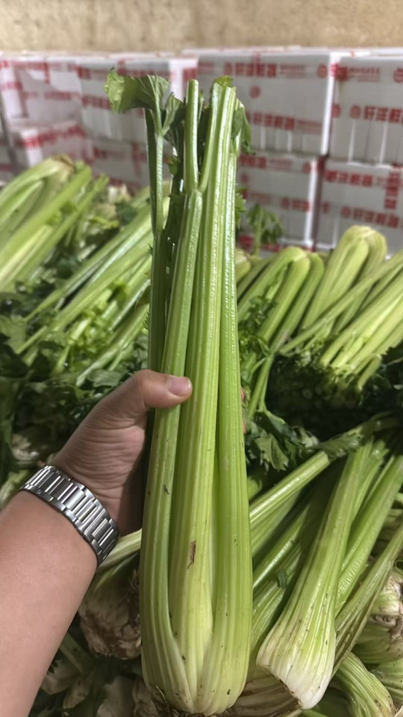 甘肃芹菜品质保证诚信经营接电商市场商超欢迎联系
