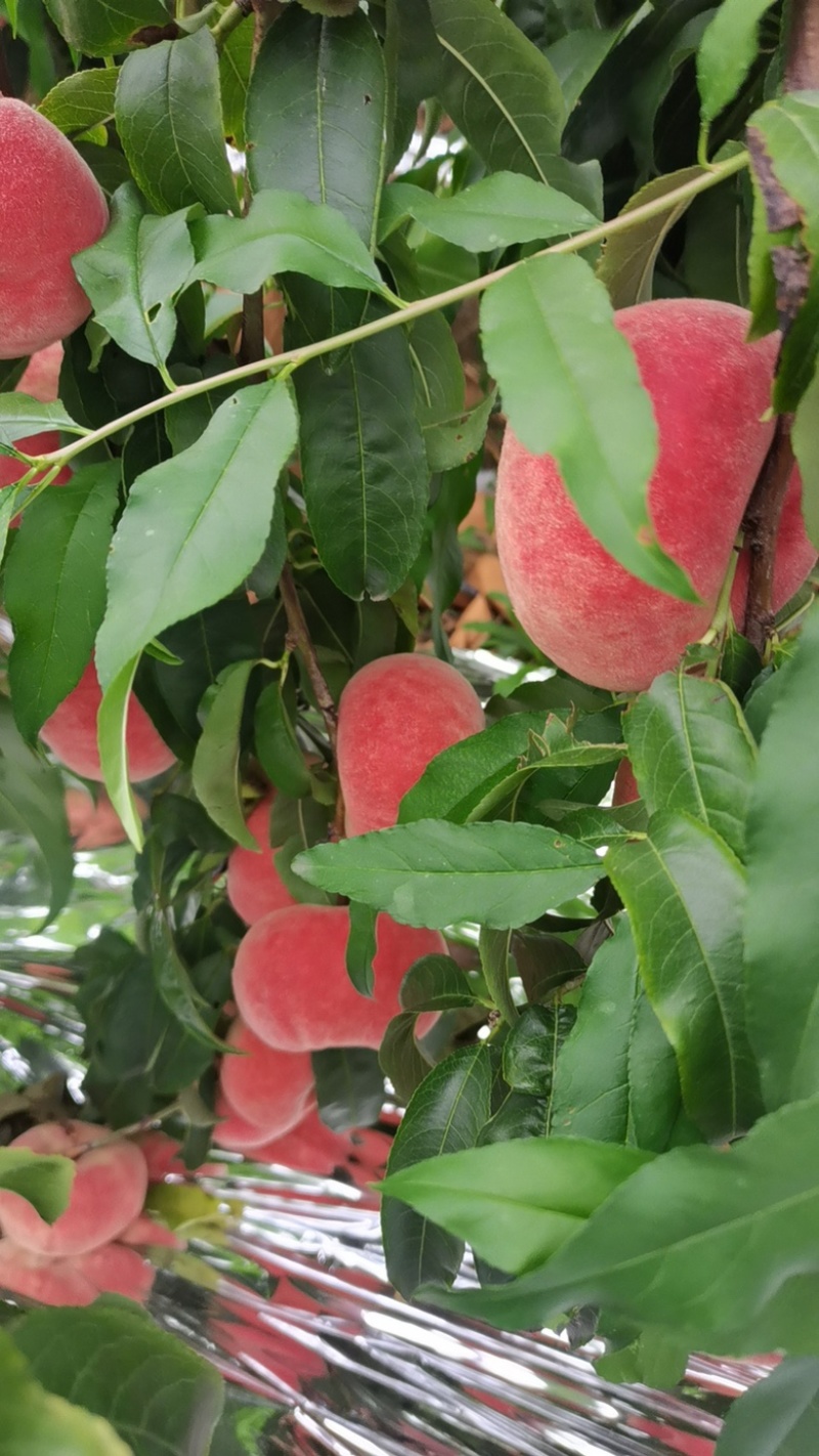 北京桃子红桃红毛蟠桃红蟠桃产地一手货源稳定来电咨询