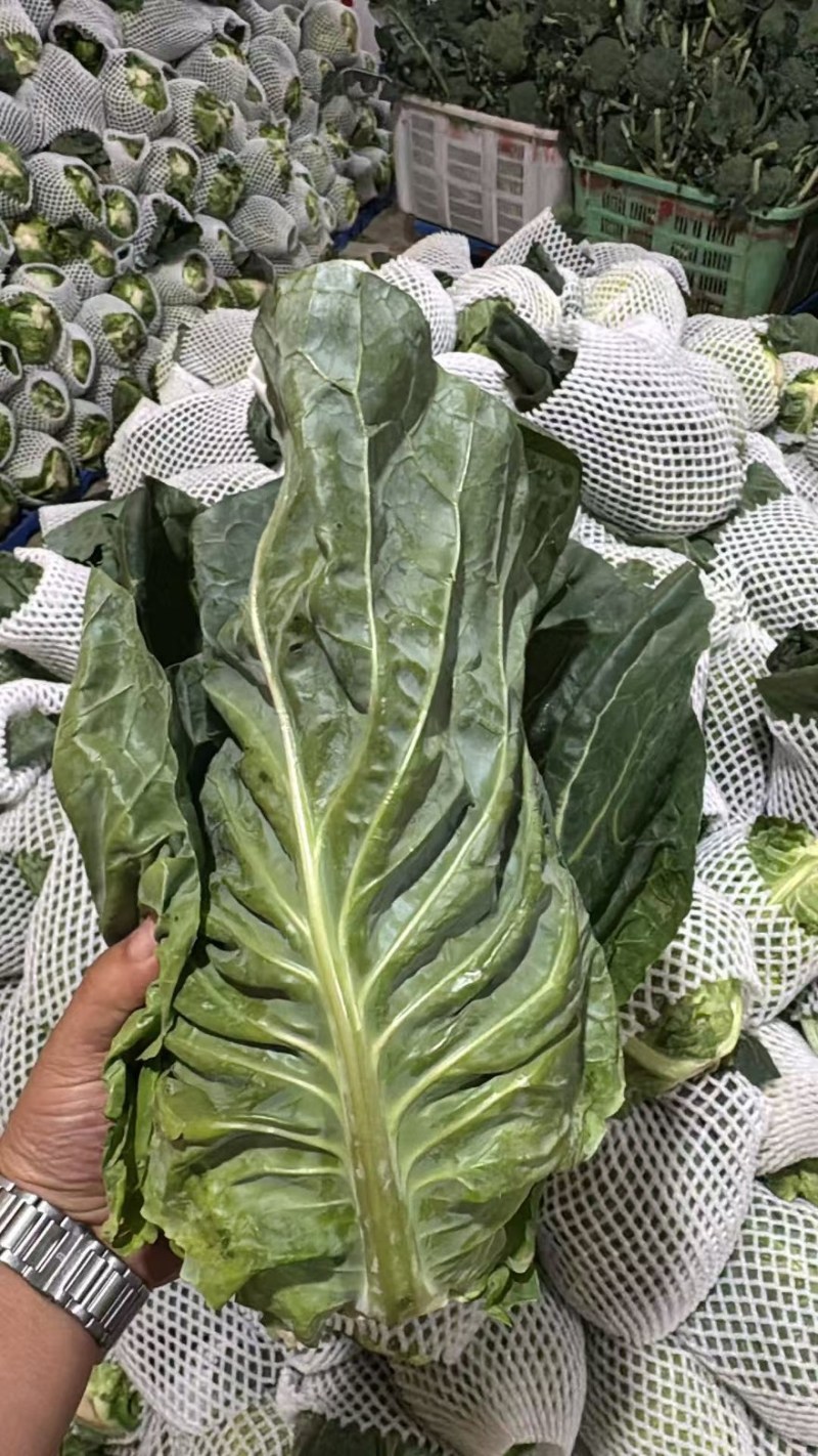 甘肃牛心甘蓝品质保证诚信经营欢迎联系接商超市场电商