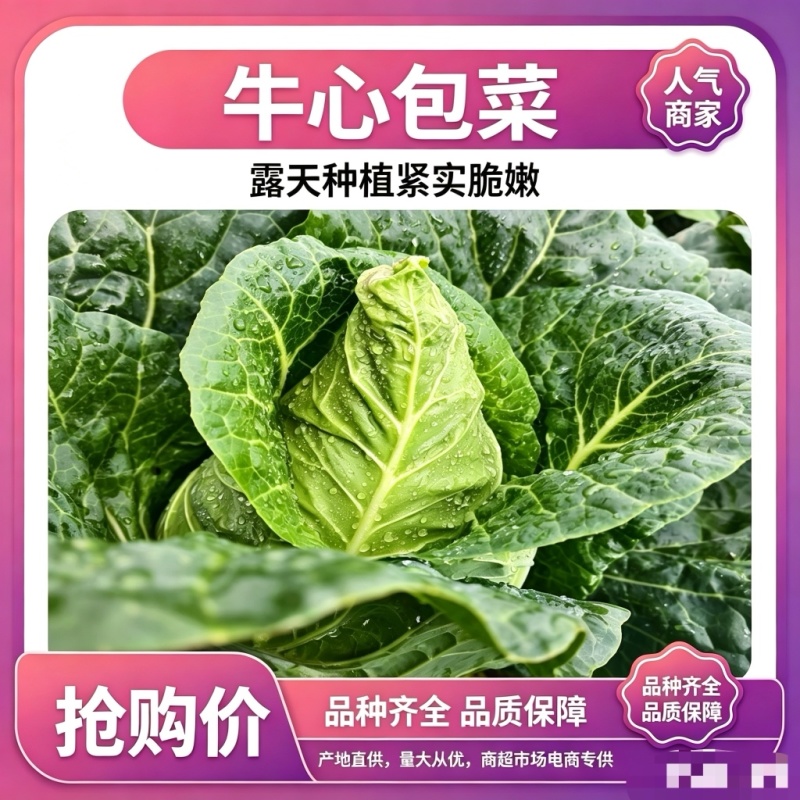 甘肃牛心甘蓝品质保证诚信经营欢迎联系接商超市场电商