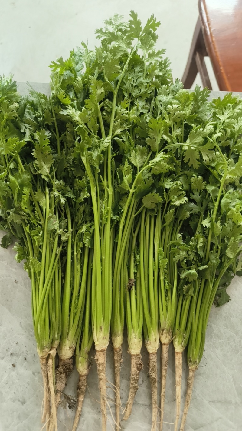 香菜