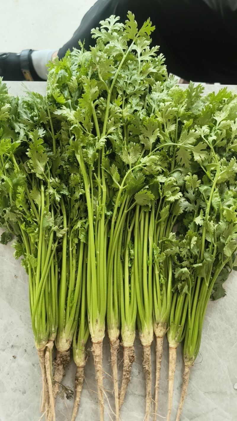 香菜